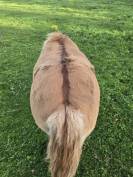 M&acirc;le shetland alezan dun standard 