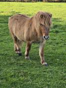 M&acirc;le shetland alezan dun standard 