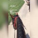 Cavallo baio del 2012