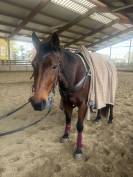 Cavallo baio del 2012