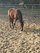 Cavallo baio del 2012