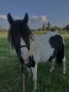 Poney de loisir/compagnie