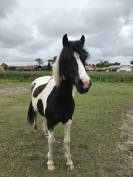 Poney de loisir/compagnie