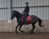 Cheval PRE noir 3 ans EN AVRIL 2026