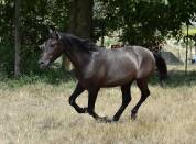 Cheval PRE noir 3 ans EN AVRIL 2026