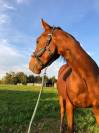 Jument de loisir quarter horse 5 ans plein papiers 