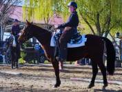 Jument de loisir quarter horse 5 ans plein papiers 