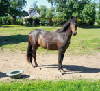 Poney de sport CSO / CCE - PFS - A VENDRE