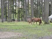 Recherche Cavalier(&egrave;re) Pro - Location d'une &eacute;curie 