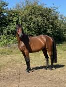 Trotteur Fran&ccedil;ais 