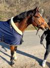 Propose demi-pension &ndash; Poney de sport 8 ans