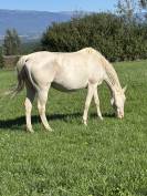 Jument de sport polonaise 