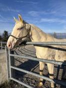 Jument de sport polonaise 