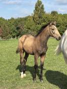 M&acirc;le Isabelle de 2025 