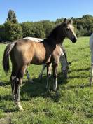 M&acirc;le Isabelle de 2025 