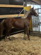 Magnifique m&acirc;le selle fran&ccedil;ais 