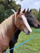 Magnifique m&acirc;le selle fran&ccedil;ais 