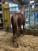 Magnifique m&acirc;le selle fran&ccedil;ais 