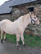 Pouliche Connemara Part Bred PP 8 mois