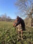 Recherche DP pour cheval 7 ans