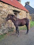 Poulain Connemara PP 8 mois