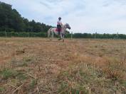 Cheval a vendre 