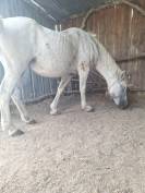 Cheval a vendre 