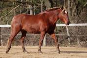 Hongre ONC type ib&eacute;rique 6 ans  