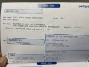 Hongre 12 ans origines KWPN