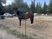 Hongre 12 ans origines KWPN