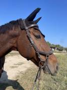 Hongre 12 ans origines KWPN