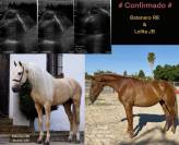 Yegua PRE alaz&aacute;n alzada 1,76 estructura y movimientos 