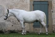 Hongre Camargue 6 ans