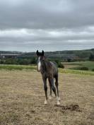 Unexpected - poulain par Untouchable 27