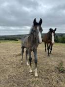 Unexpected - poulain par Untouchable 27