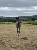 Unexpected - poulain par Untouchable 27