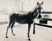 Neige comb&rsquo;elle