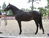 Poney pour cso-cce-hunter