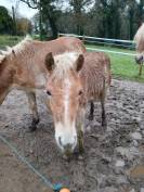 Vente Haflinger 