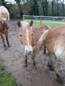 Vente Haflinger 