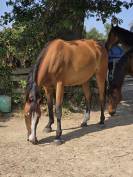 Jument de loisir 