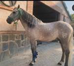 PRE Cartujano 4 a&ntilde;os 