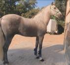 PRE Cartujano 4 a&ntilde;os 