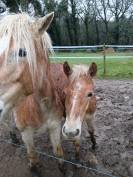 Vente Haflinger 