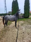 a vendre pouliche qui prend 2 ans