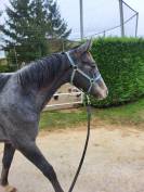 a vendre pouliche qui prend 2 ans