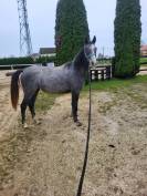 a vendre pouliche qui prend 2 ans