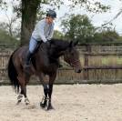 Hongre selle fran&ccedil;ais 