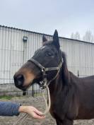 Jument pur sang &agrave; vendre 14 ans 