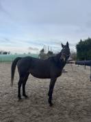 Jument pur sang &agrave; vendre 14 ans 